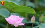 Dịu dàng mùa sen Hà Nội